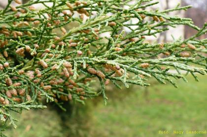 Juniperus virginiana